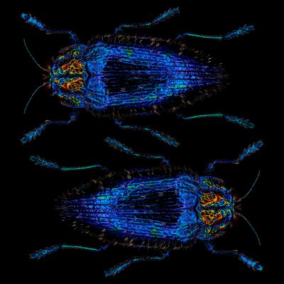 photographic study of a sapphire queen jewel beetle by patrick steel