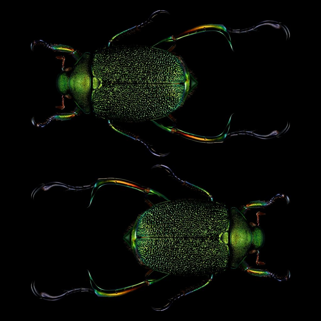 photographic artwork_of_a_shining_leaf_chafer_beetle_by_patrick_steel