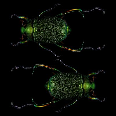 photographic artwork_of_a_shining_leaf_chafer_beetle_by_patrick_steel