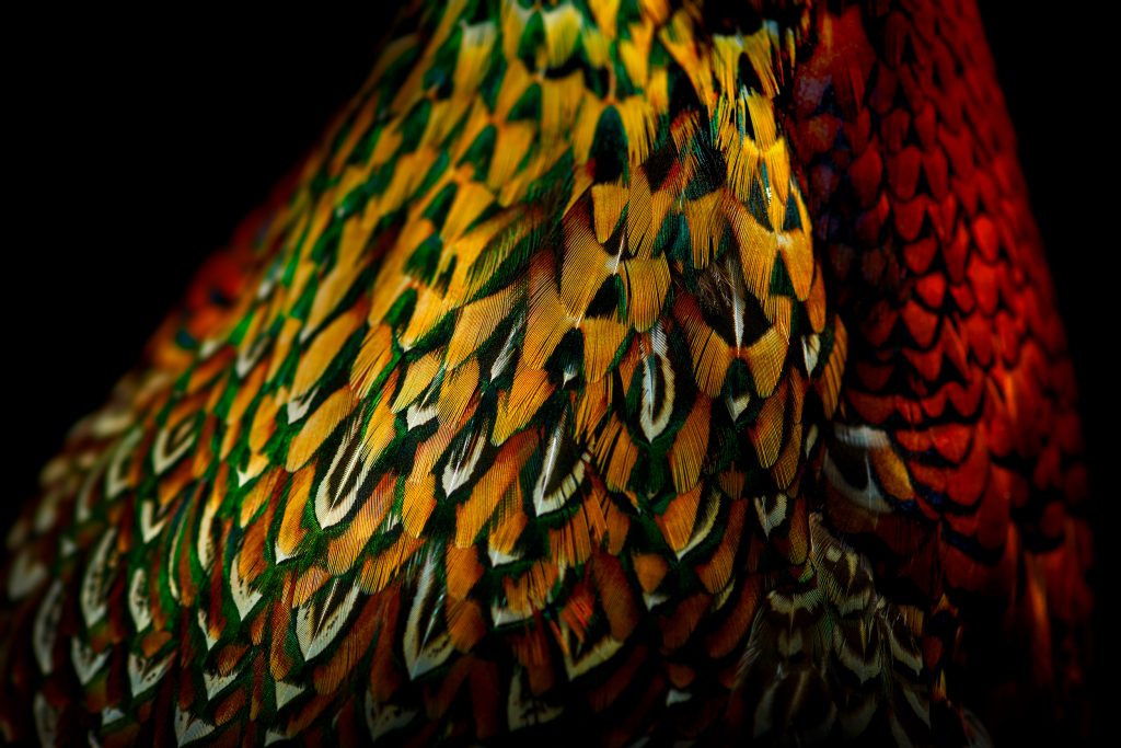 fine art photographic artwork of a ring-necked pheasant by patrick steel