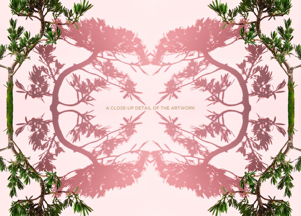 fine art photography of a buddhist pine bonsai tree by photographer patrick steel