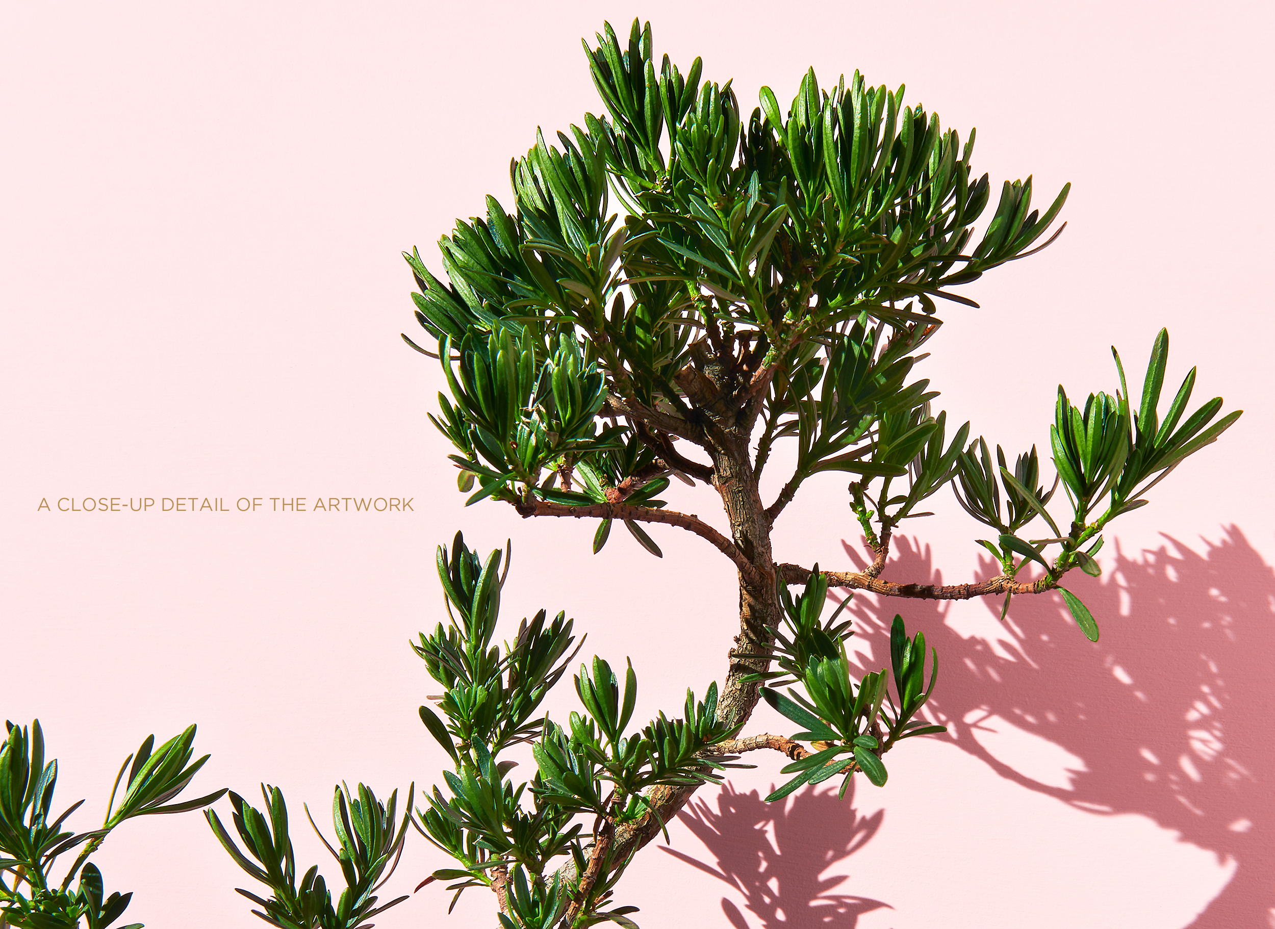 <a href="https://mrsteel.london/shop/bonsai-on-pink-ii/">REVEAL DETAILS / BUY</a> 