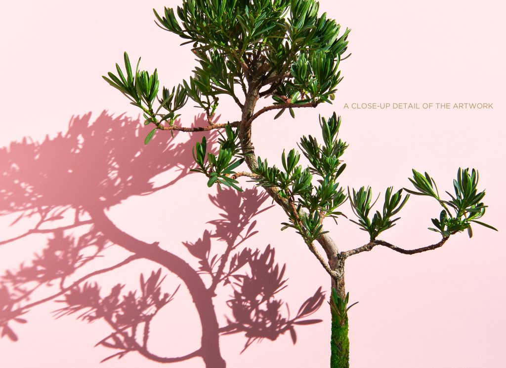 photographic montage of a buddhist pine bonsai tree by photographer patrick steel
