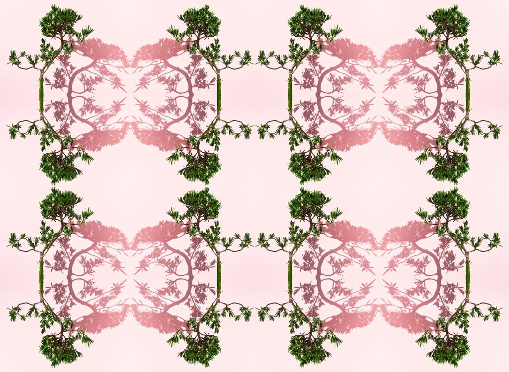 fine art photography of a buddhist pine bonsai tree by photographer patrick steel