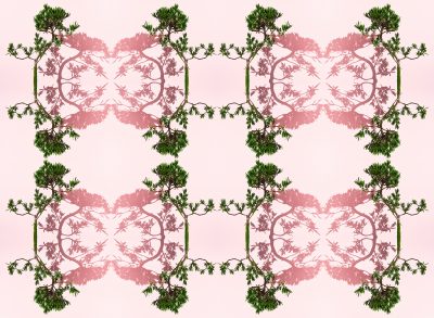 fine art photography of a buddhist pine bonsai tree by photographer patrick steel