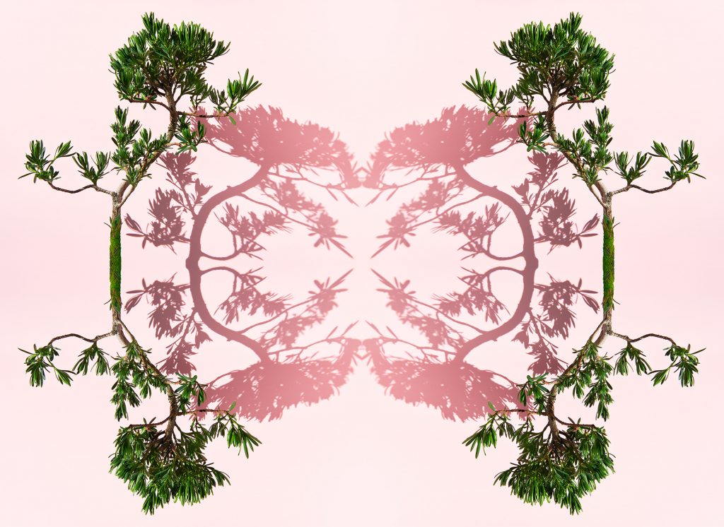 fine art photography of a buddhist pine bonsai tree by photographer patrick steel