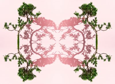 fine art photography of a buddhist pine bonsai tree by photographer patrick steel