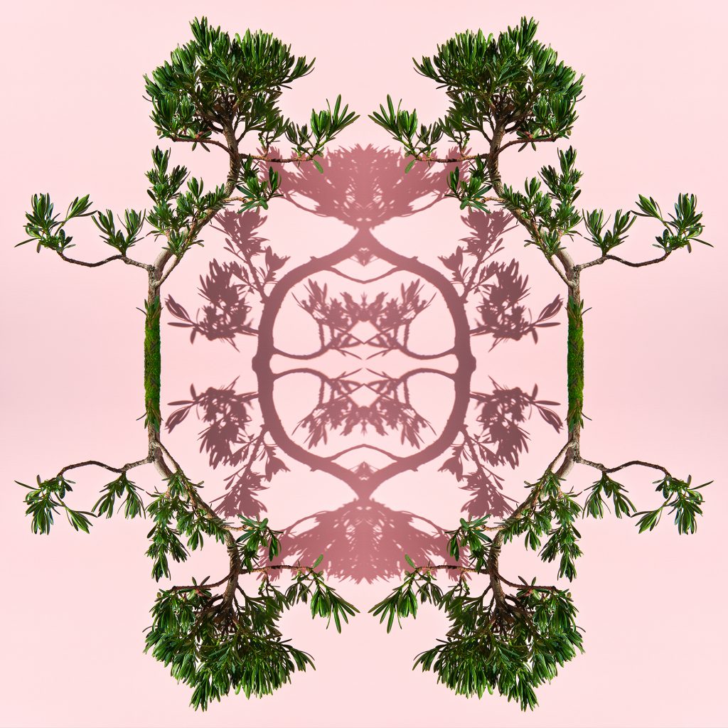 photographic montage of a buddhist pine bonsai tree by photographer patrick steel