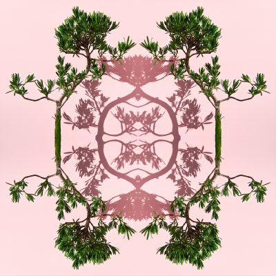 photographic montage of a buddhist pine bonsai tree by photographer patrick steel