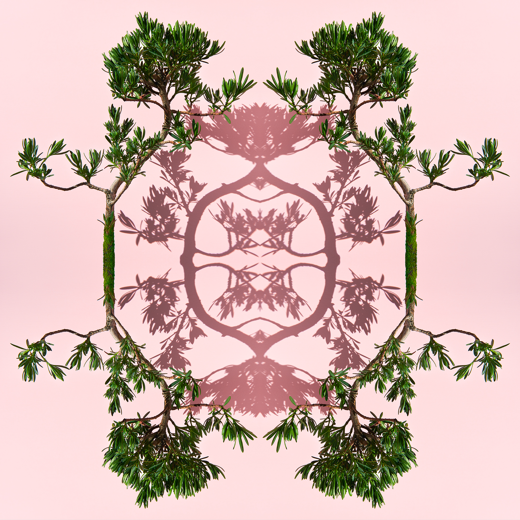 <a href="https://mrsteel.london/shop/bonsai-on-pink-ii/">REVEAL DETAILS / BUY</a> 