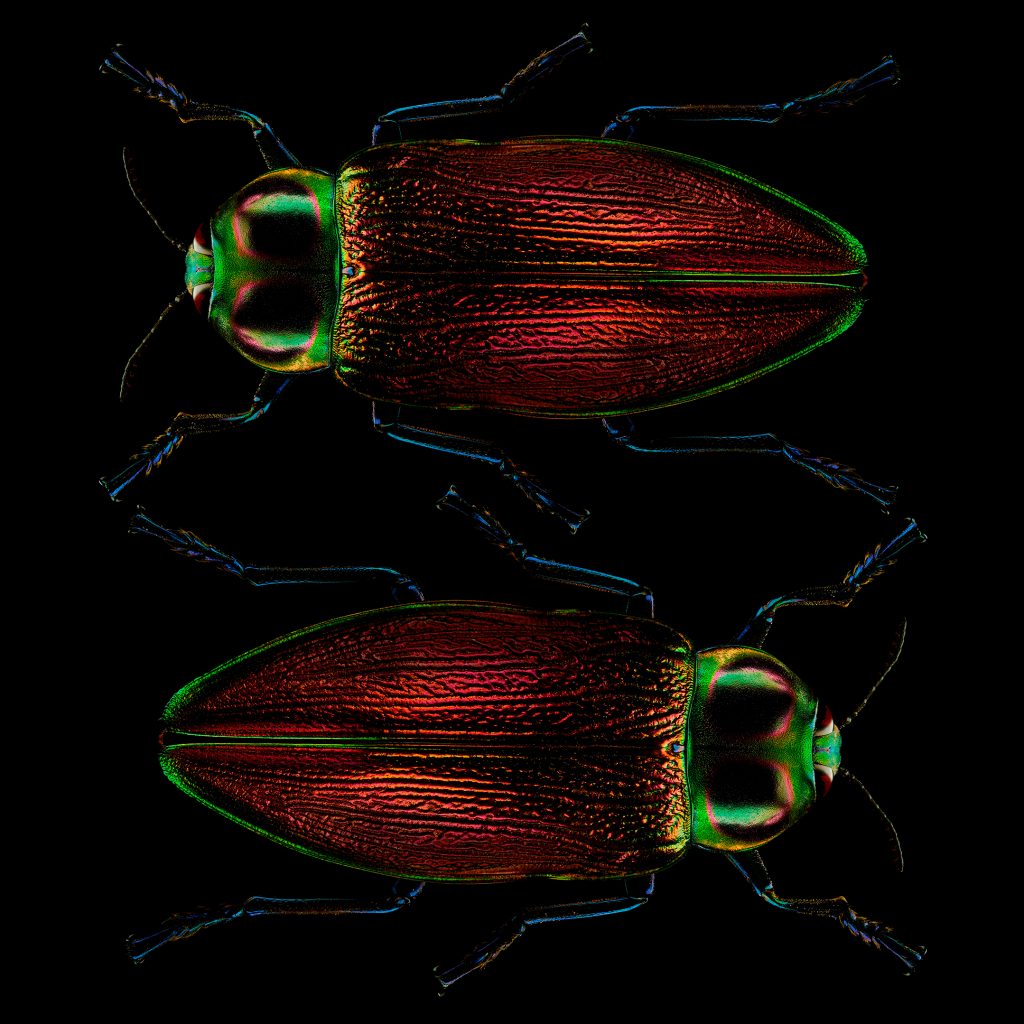 photographic study of giant metallic wood boring beetles by patrick steel