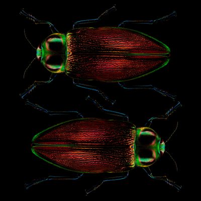 photographic study of giant metallic wood boring beetles by patrick steel